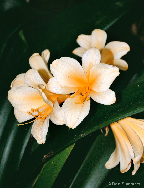 Clivia, Tiburon, CA 2007