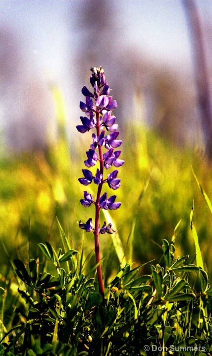 Lupine, Tiburon, CA 1996