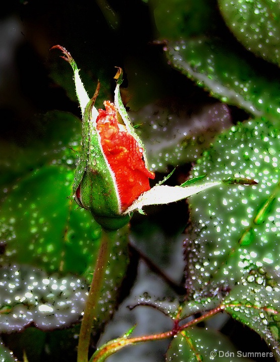 Spring Rose, Tiburon, CA 2007