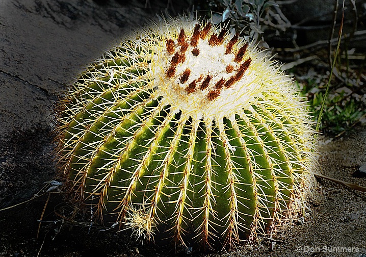 Blooming Barrel Cactus, Palm Desert, CA 2008
