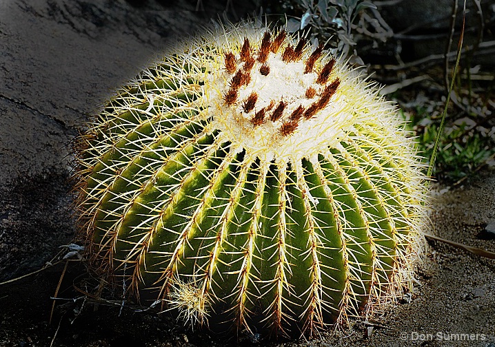 Blooming Barrel Cactus, Palm Desert, CA 2008