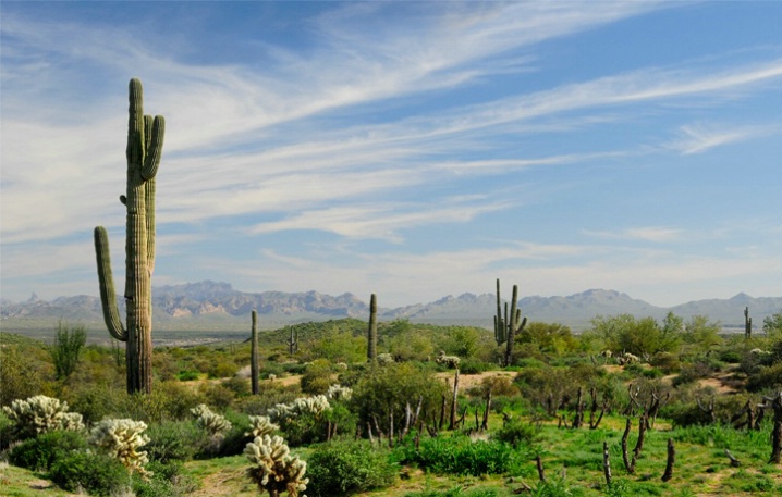 Desert Landscape