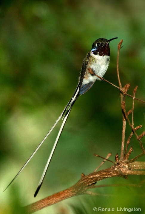 Sheertailed Hummer