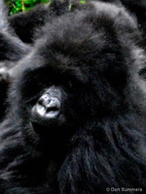 Mountain Gorilla, Rwanda 2007