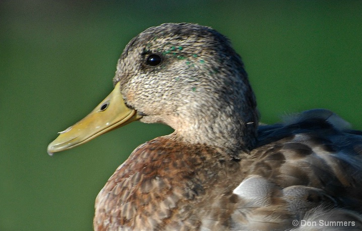 Duck, Tiburon, CA 2007