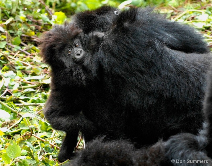 Baby & Mother Mountain Gorillas, Rwanda 2007