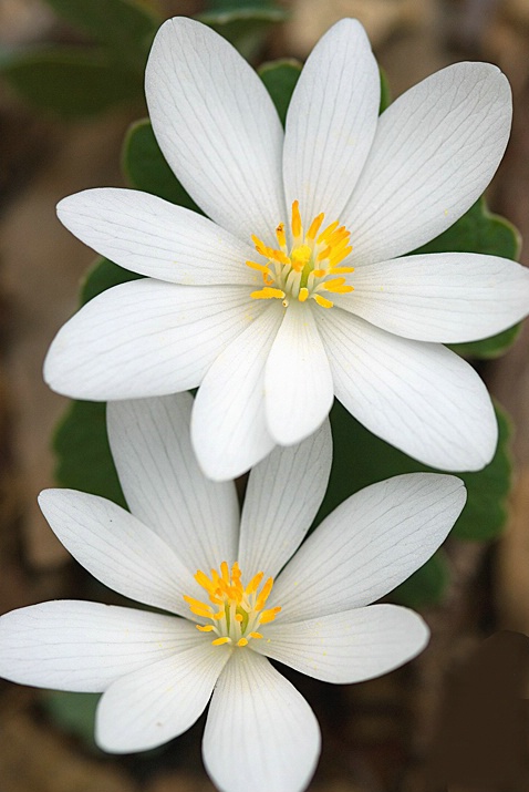 Bloodroot