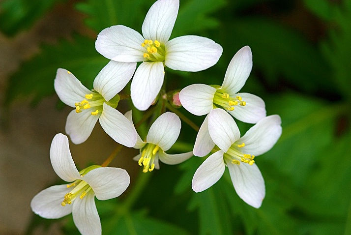 Toothwort