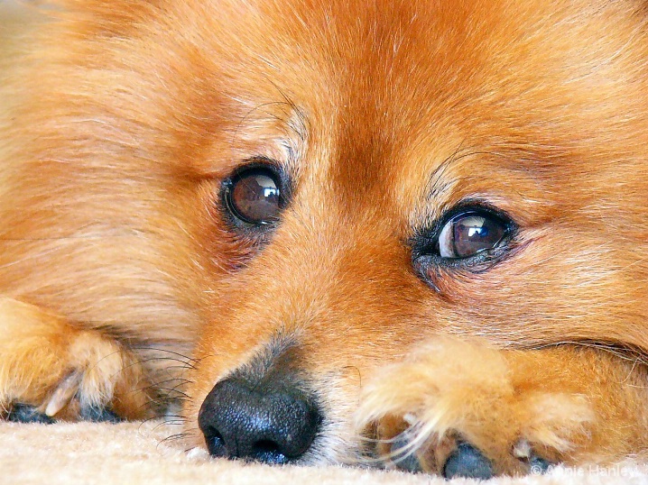 claudiadog2_copy
