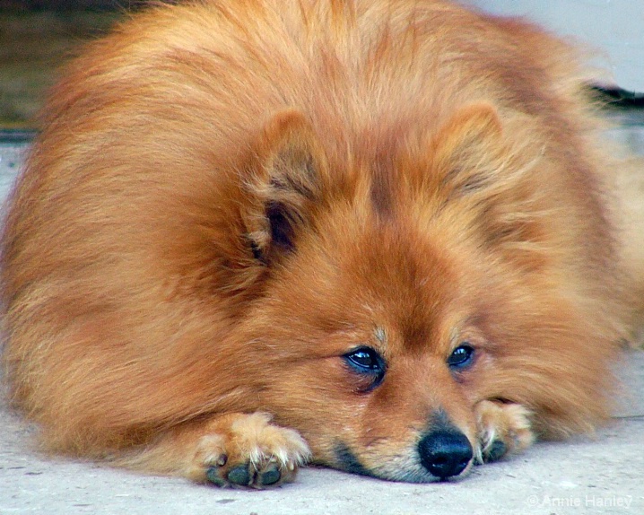 claudiadog_copy