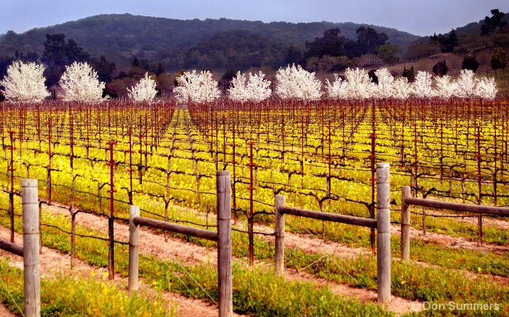 Vineyard In Bloom, Napa Valley, CA 2007