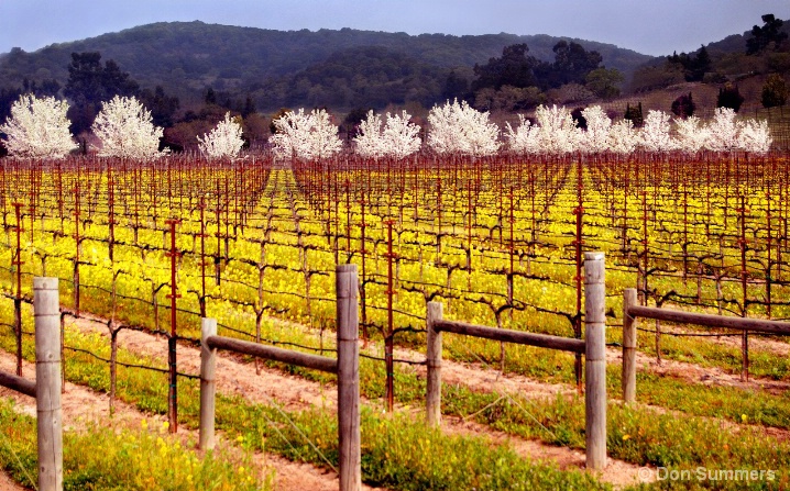 Vineyard In Bloom, Napa Valley, CA 2007