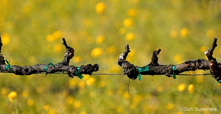 "Come Together" Napa Valley, CA 2008