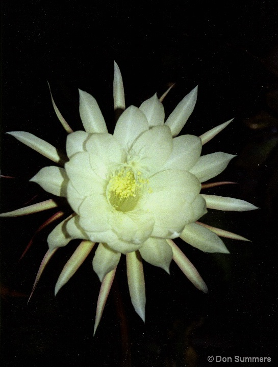 Night Blooming Cereus, Tiburon, CA 2006