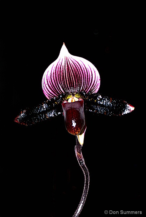 Lady Slipper, Tiburon, CA 2000