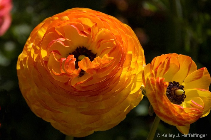 Orange and Yellow Ranunculus