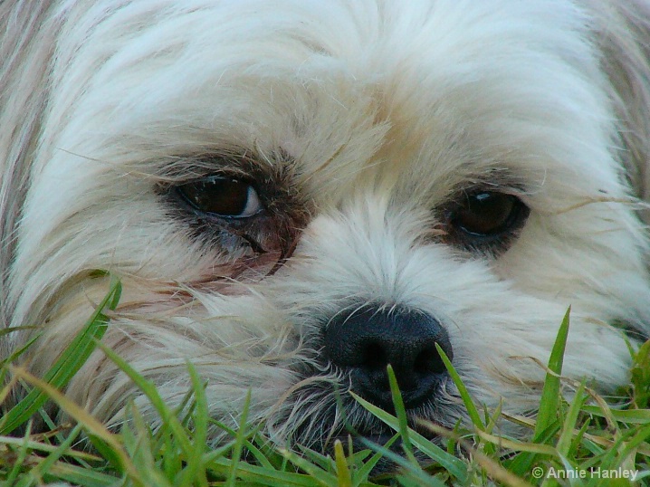 Alfie