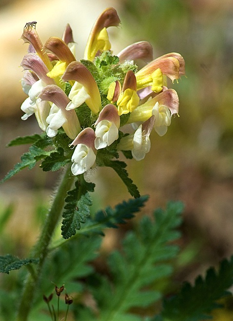 Wild Lousewort and Spider