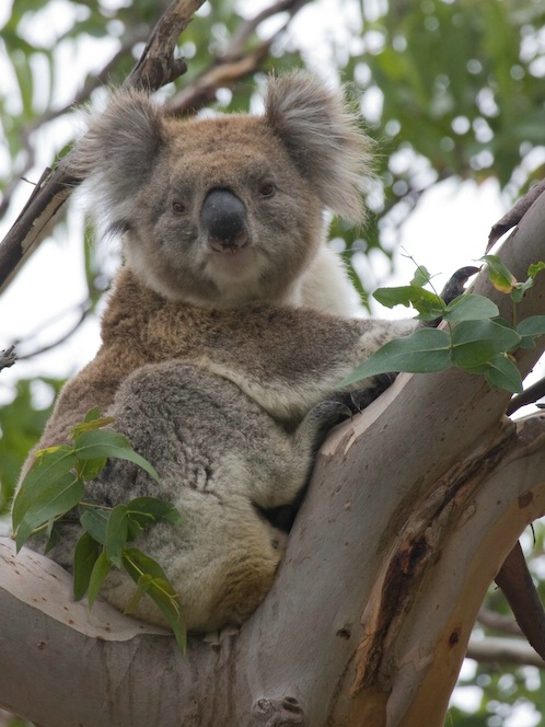 Portrait of a Koala