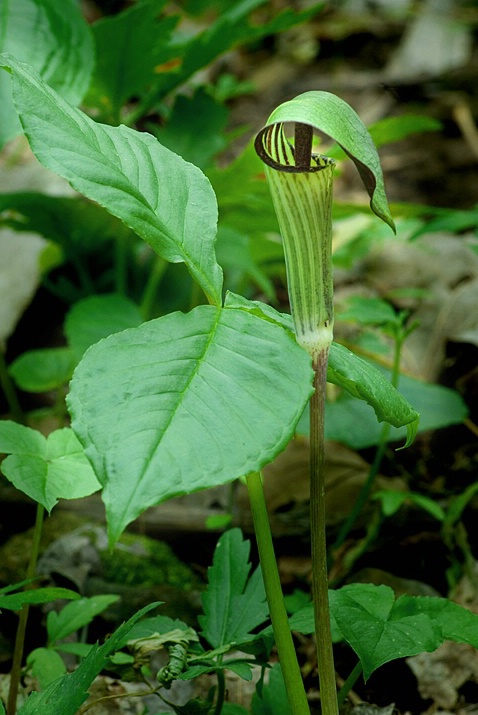 Jack-in-the-Pulpit