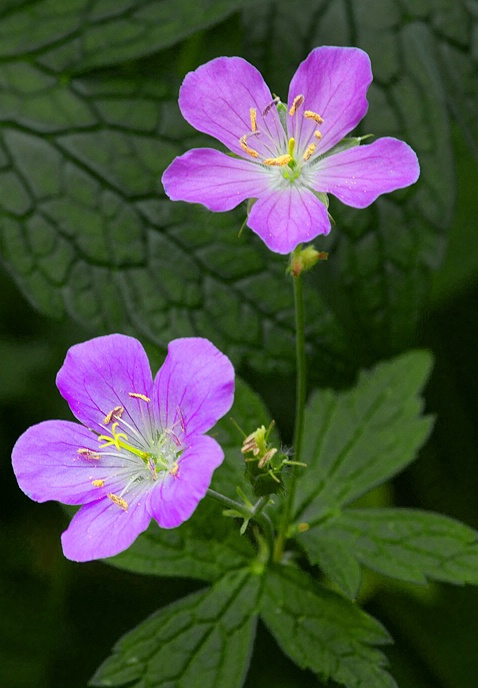 Wild Geranium