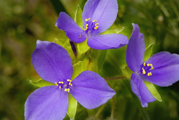 Spiderwort