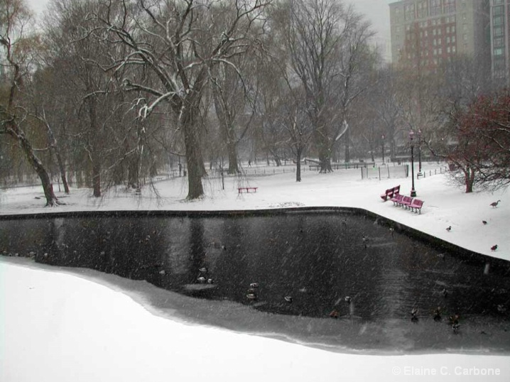 Snow Bench, Boston Garden