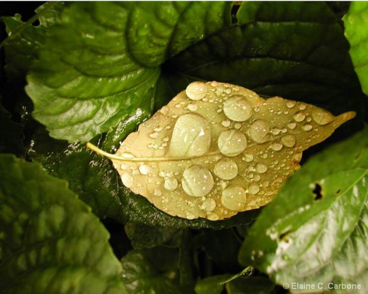 Water Droplets Green Leaf