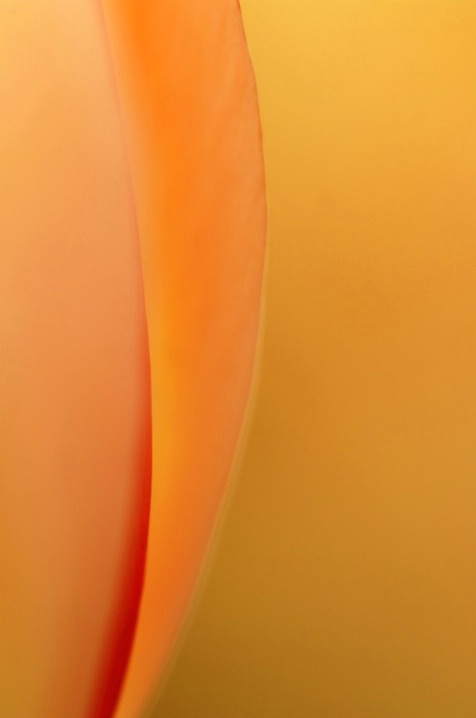 Yellow Tulip Slice