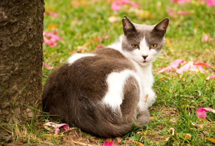 One of the cats that roam the Botanical Garden