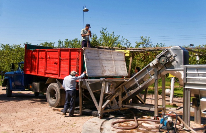 Grape harvesting - Mendoza area