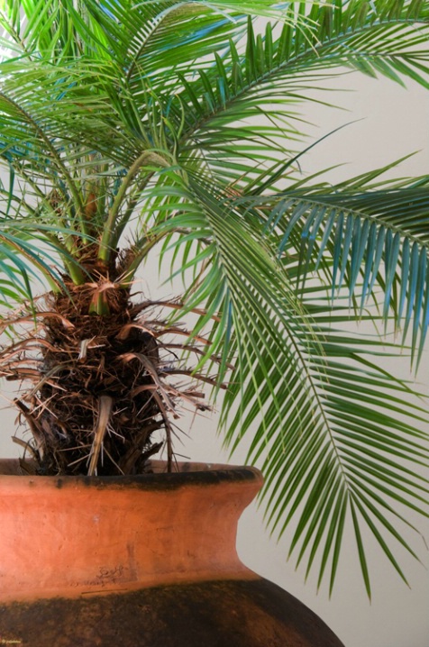 One of B & B's plants