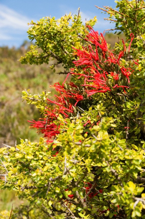 Flora near Andes