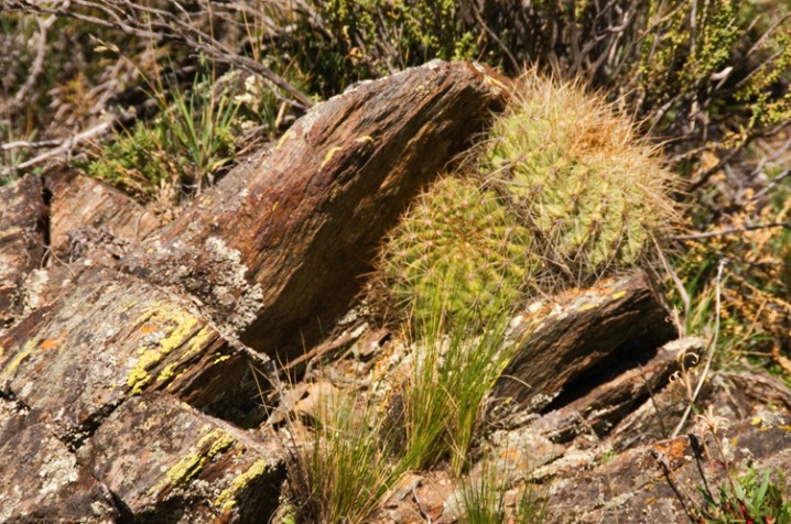Cactus near Andes