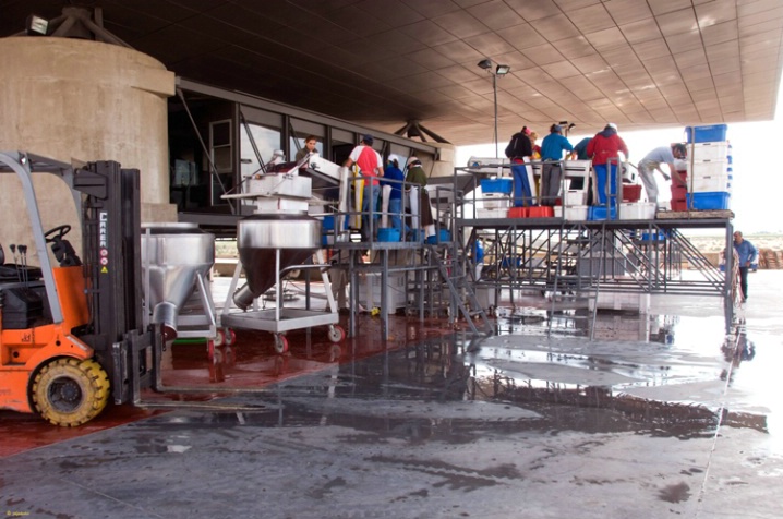 workers harvesting Merlot  Grapes,Bodega O Fournia