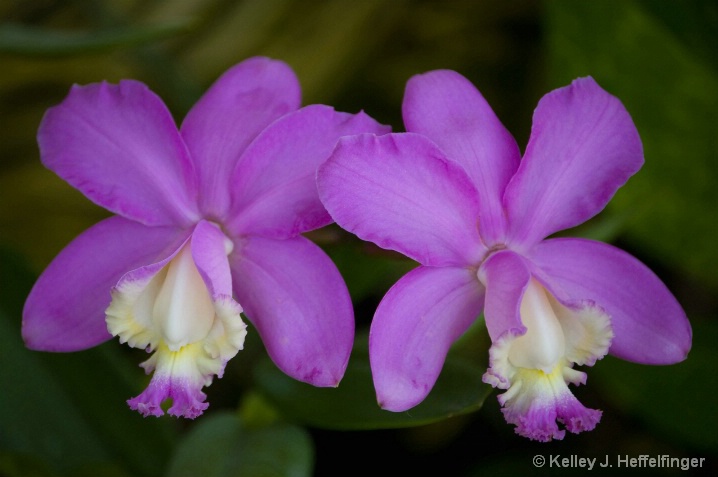 Violet Orchids