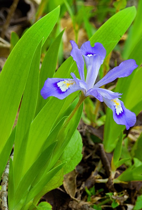 Wild Dwarf Iris