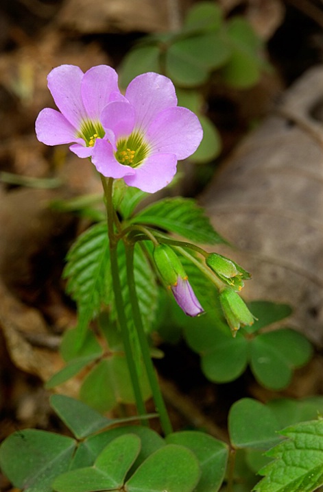 Woodsorrel