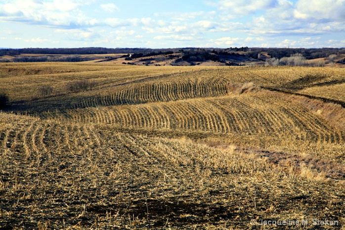 Iowa Patchwork countryside