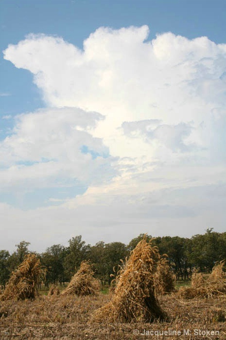 Amish Corn Shocks and Thunderhead