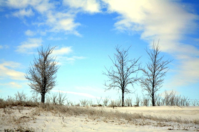 Winter Tree Trio