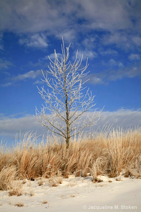 Lone Tree
