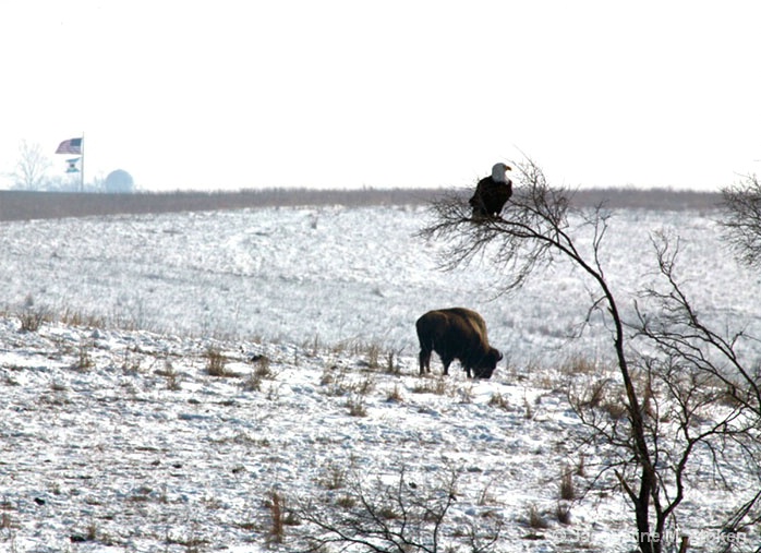 Buffalo, Eagle and American Flag
