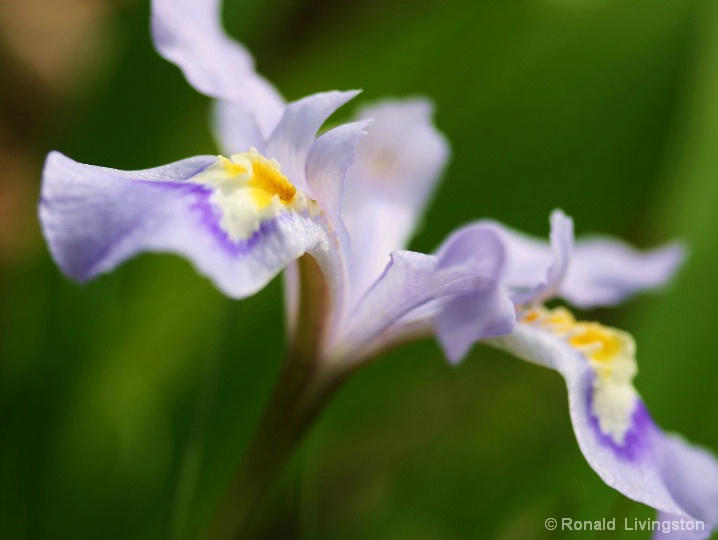 Wild Iris