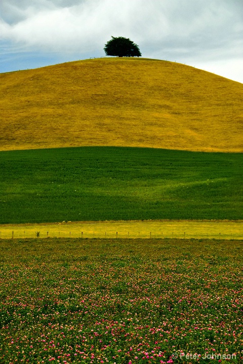 Lonesome Tree - New Zealand