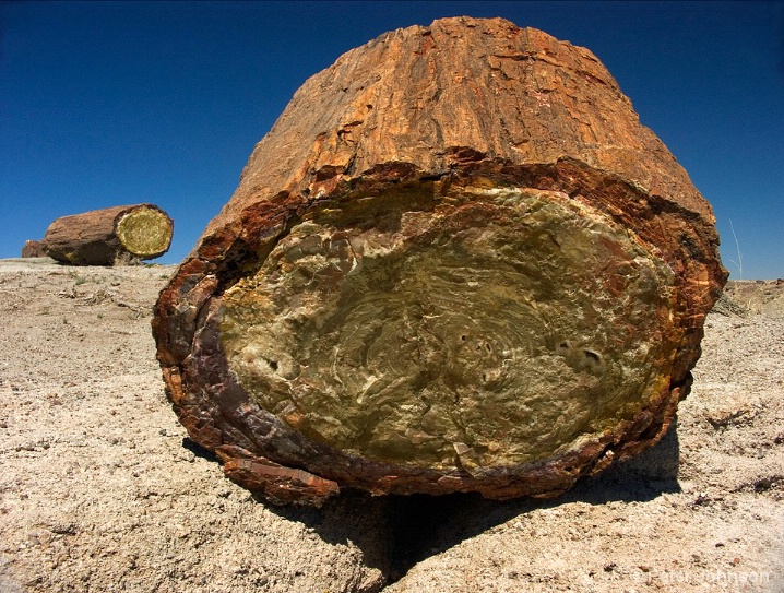 Massive Ancient Logs - Petrified Forest Nat. Park