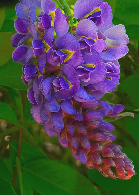 Wild Wisteria