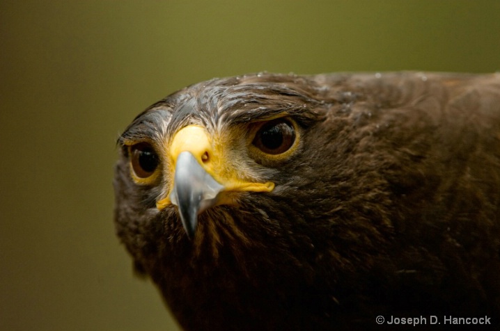 080405_343 Golden Eagle