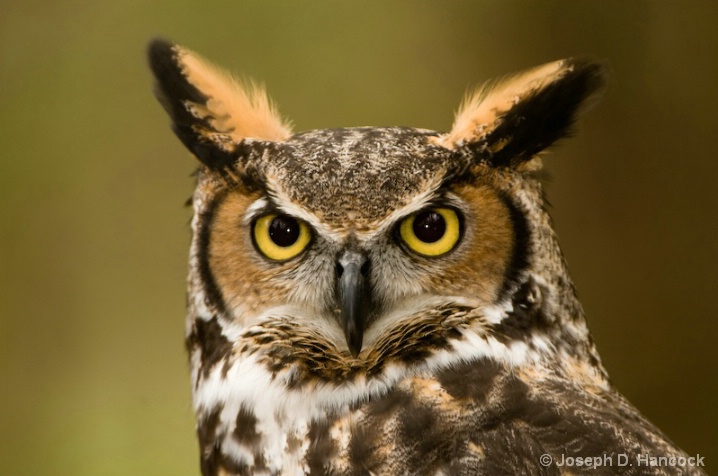 080406_301 Great Horned Owl