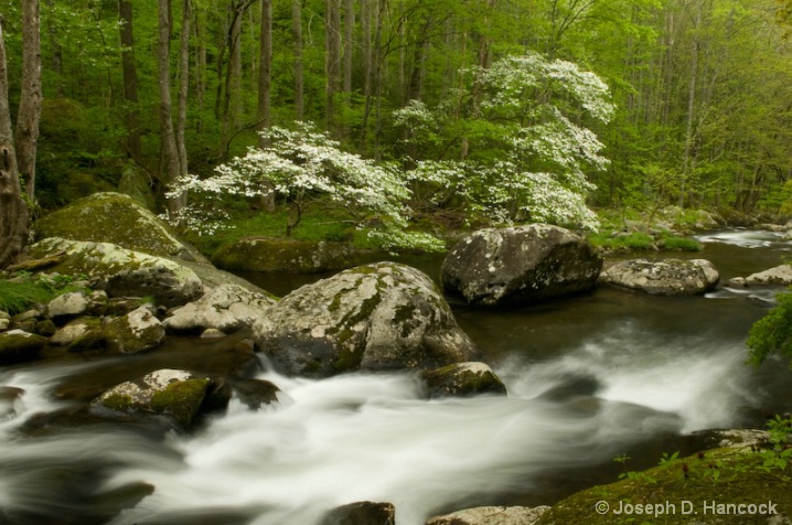 d300_2180 Dogwood by the Stream